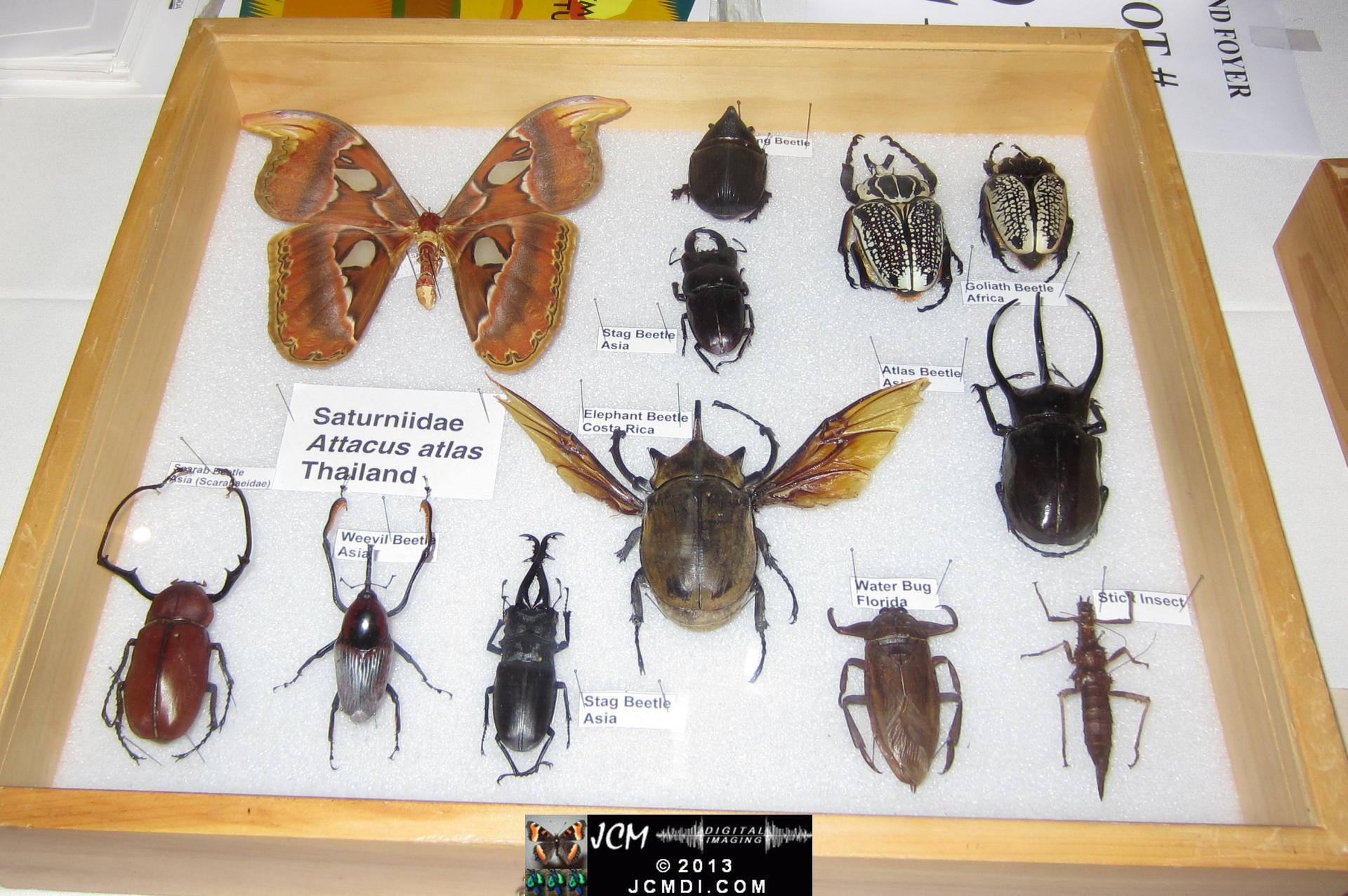 LANHM Bug Fair 2013 crowds and displays